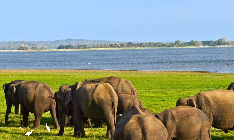 Udawalawa National Park Safari Tour with Experienced Guides - Pickup at Udawalawe or near the entrance: how to make it smooth