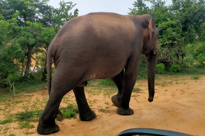 Udawalawa National Park Safari trip from Hikkaduwa/Galle/Weligama - What the optional Elephant Transit Home adds to your day