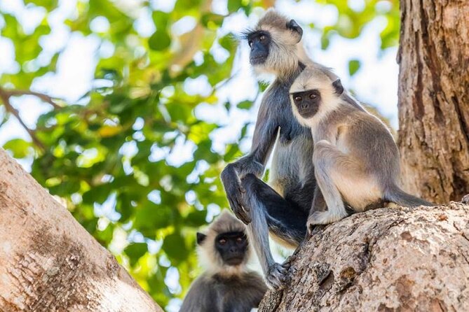Udawalawa Safari Drive From Galle, Weligama, Mirissa & Dickwella - Packed Breakfast During the Safari: Simple Fuel at the Right Time