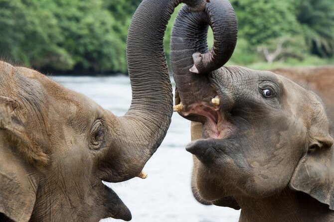 Udawalawa Safari Drive From Galle, Weligama, Mirissa & Dickwella - Price and Park Fees: Is $80 Good Value?