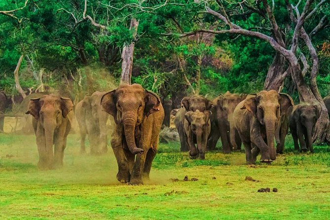 Udawalawa Safari Drive From Galle, Weligama, Mirissa & Dickwella - Who Should Book This Udawalawe Safari Drive?