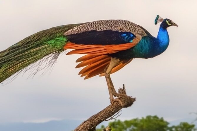Udawalawa Safari Drive From Galle, Weligama, Mirissa & Dickwella - Should You Book This Udawalawe Safari Drive?