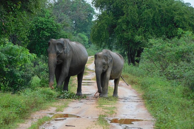 Udawalawa Safari & Elephants Orphanage Tour from Hambantota port - Key things to know before you go