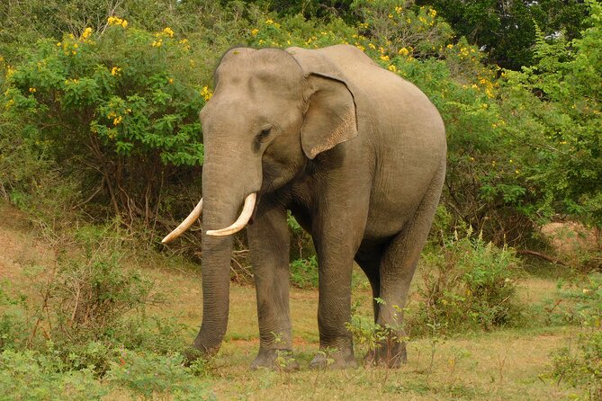 Udawalawa Safari & Elephants Orphanage Tour from Hambantota port - Price and Entrance Fees: The Real Cost Picture