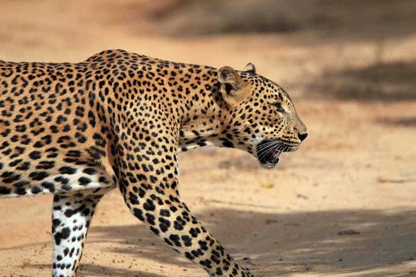 UDAWALAWA SAFARI TOUR from HAMBANTOTA PORT (Shore Excursion) - The drive and the Hambantota break: what to expect on the way in