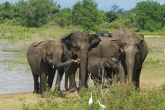 Udawalawe Elephant Safari: 3h Jeep Adventure (All Inclusive) - Elephant Transit Home: milk feedings and what conservation looks like