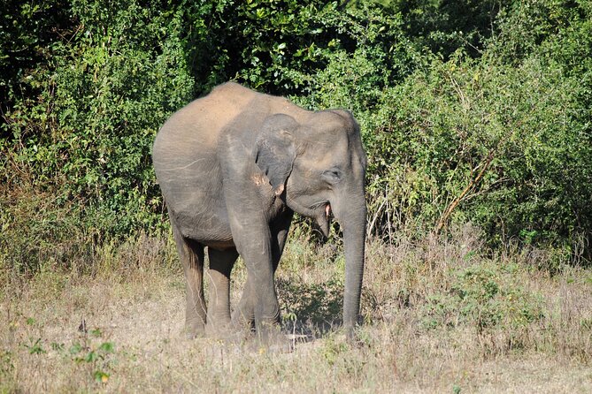Udawalawe Elephant Safari: 3h Jeep Adventure (All Inclusive) - Private 4x4 comfort and AC transport from Bentota