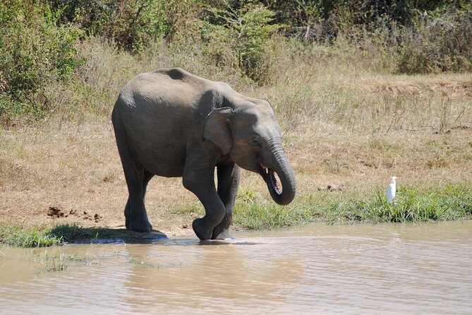 Udawalawe Elephant Safari: 3h Jeep Adventure (All Inclusive) - What the $172 price covers (and where you can accidentally underbuy)