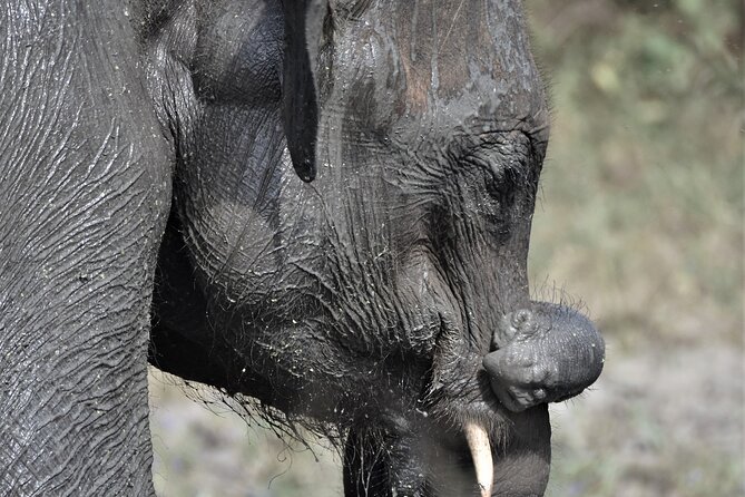 Udawalawe Elephant Safari: 3h Jeep Adventure (All Inclusive) - Timing, heat, and the small choices that affect the day