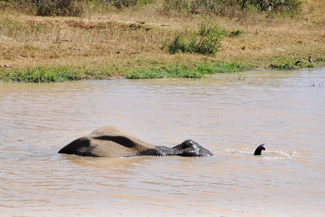Udawalawe Elephant Safari: 3h Jeep Adventure (All Inclusive) - Seeing elephants up close: the ETH emotional hit vs. the wild reality