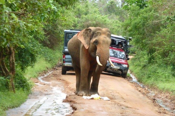 Udawalawe Elephant Safari: 3h Jeep Adventure (All Inclusive) - How reliable service makes a big difference on a safari