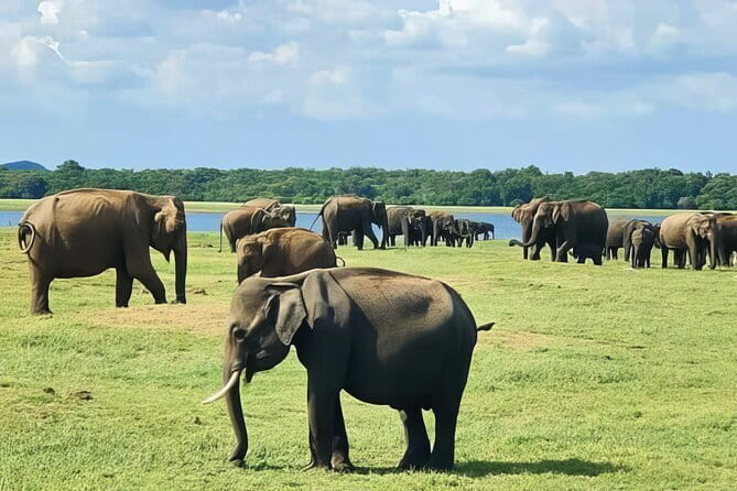 Udawalawe Elephant Safari and Orphanage Tour Shore Excursions - Key highlights you can plan around