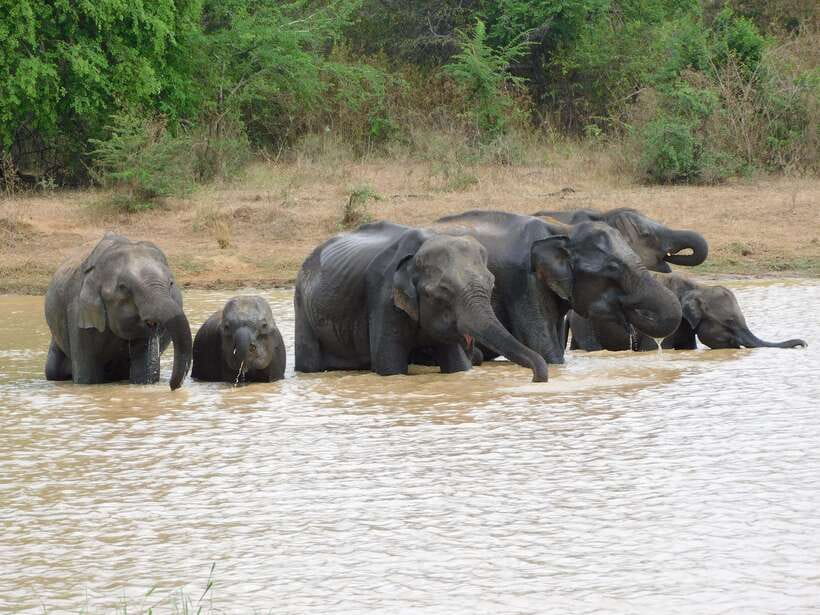Udawalawe Elephants Safari Tour from Hambantota port - Why Udawalawe is one of the best elephant bets in Sri Lanka