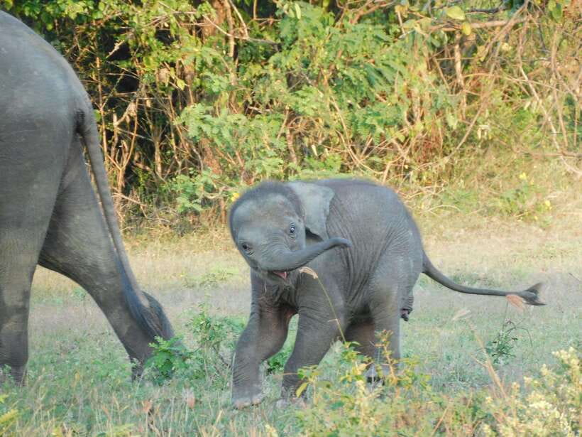 Udawalawe Elephants Safari Tour from Hambantota port - Udawalawe National Park safari: what the guided time is really like