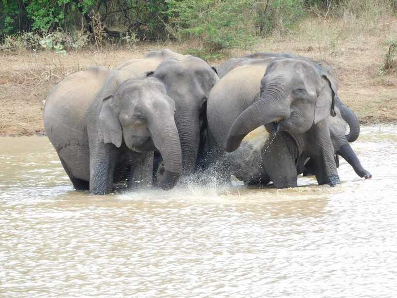 Udawalawe Elephants Safari Tour from Hambantota port - Who should book this Udawalawe safari (and who might skip it)