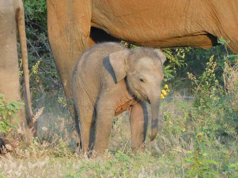 Udawalawe Elephants Safari Tour from Hambantota port - From Hambantota port to the jeep: start smoothly, not stressed