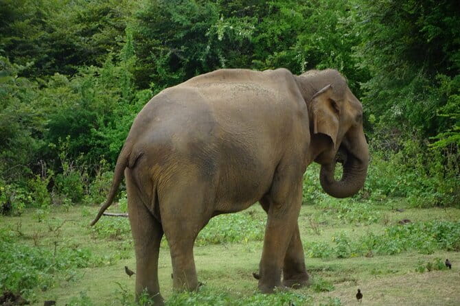 Udawalawe Jeep Safari - Key highlights you should care about