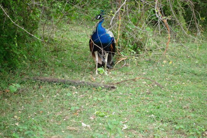 Udawalawe Jeep Safari - Pickup, ticket redemption, and where the day starts