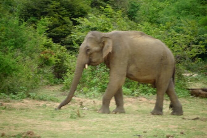 Udawalawe Jeep Safari - Practical logistics: how to make the day go smoothly