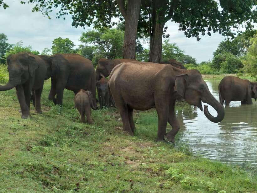 Udawalawe National Park: 4-Hour Safari Tour - Udawalawe Safari in a 4x4 Jeep: What This Tour Feels Like