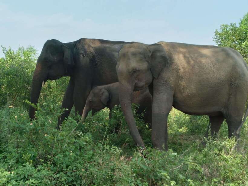 Udawalawe National Park: 4-Hour Safari Tour - The Wildlife Game: Elephants, Leopards, and the Rest of the Cast