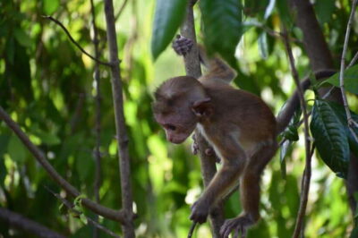 Udawalawe National Park: 4-Hour Safari Tour - Guide and Driver: The Difference Between Watching and Seeing