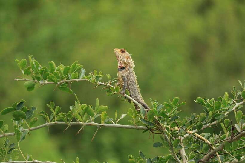 Udawalawe National Park: 4-Hour Safari Tour - Pickup and Timing: The Practical Part That Saves Your Day