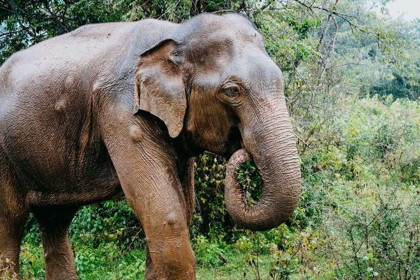 Udawalawe National Park: 4-Hour Safari Tour - Who This Tour Fits Best