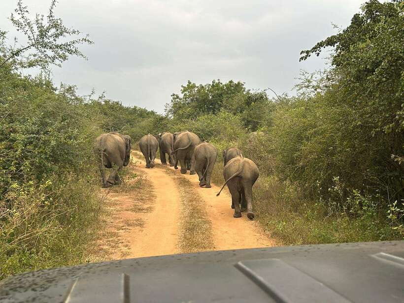 Udawalawe National Park: 4-Hour Safari Tour - My Booking Advice: When You Should Say Yes