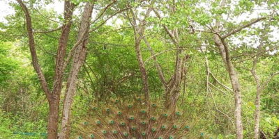 Udawalawe National Park - 7 Hours Private Safari tour - The 7-hour flow: how your safari day typically unfolds