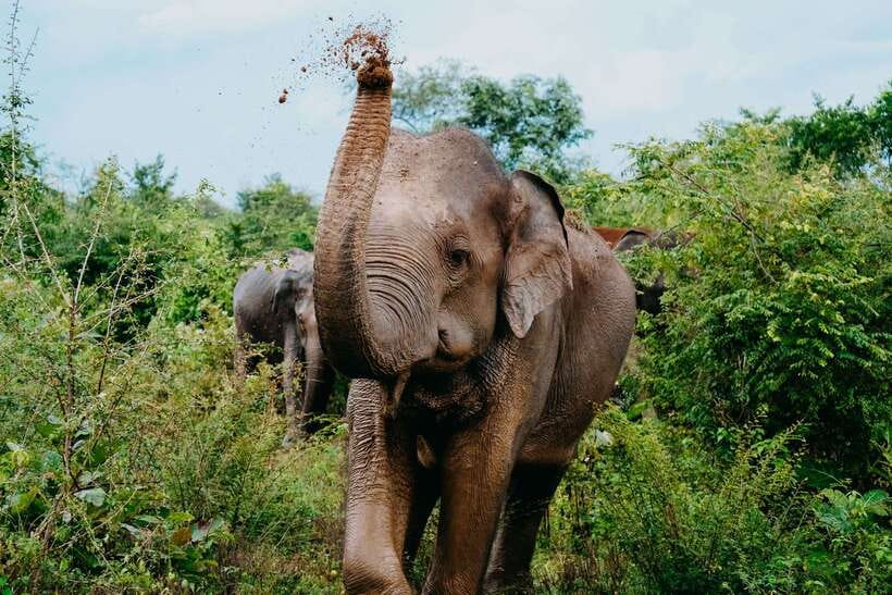 Udawalawe National Park: Elephant Safari with Expert Guide - Udawalawe Elephant Safari in a Private 4x4: Why It’s Worth Your Time