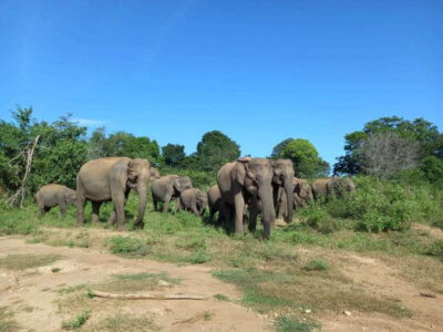 Udawalawe National Park: Elephant Safari with Expert Guide - Elephant Herds Up Close: How Guides Like Gimhana Improve Your Odds