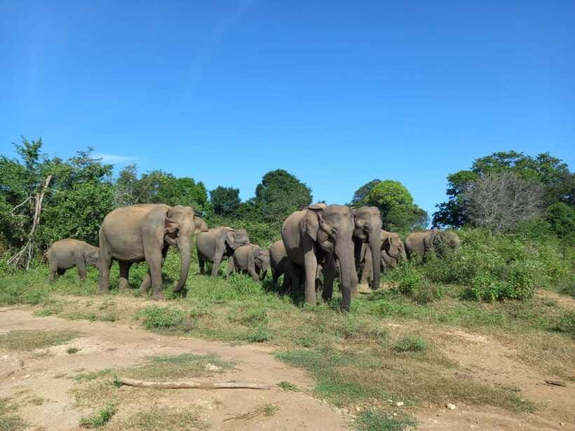 Udawalawe National Park: Elephant Safari with Expert Guide - Price, Park Fees, and Real Value: Is $30 a Good Deal?