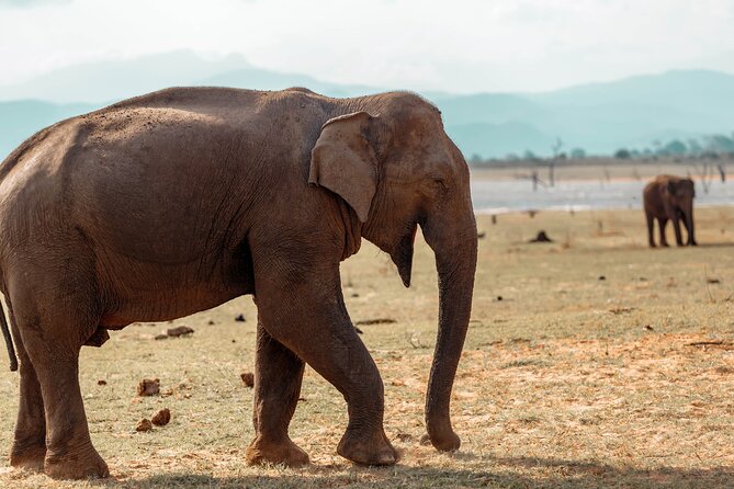 Udawalawe National Park Entrance Ticket with Private Safari - Getting into Udawalawe: why prebooked entry is worth it