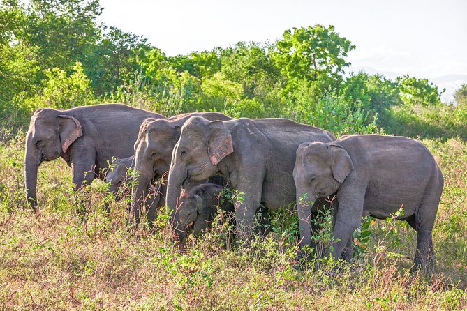 Udawalawe National Park Entrance Ticket with Private Safari - Park-gate logistics: pickup radius, voucher exchange, and meeting point