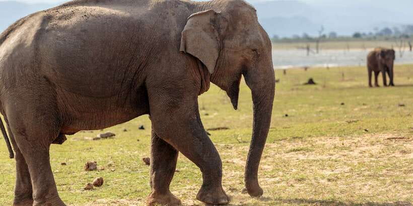 Udawalawe National Park Private Full-Day Safari - Key Highlights You’ll Care About
