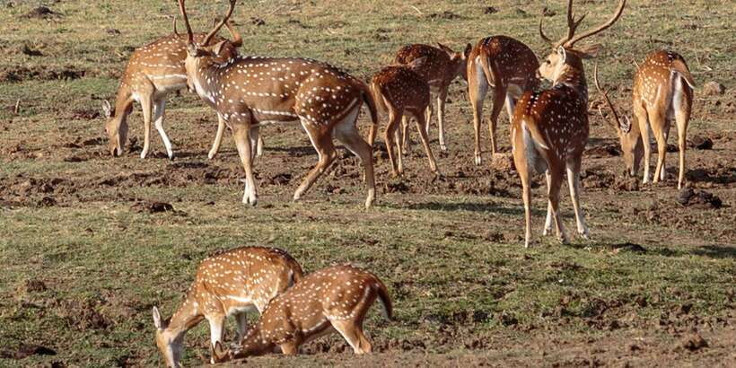 Udawalawe National Park Private Full-Day Safari - Udawalawe Safari: Why This Park Feels Different