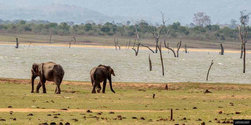 Udawalawe National Park Private Full-Day Safari - Wildlife You Can Aim For (and How to Actually Spot It)