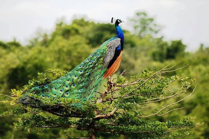 Udawalawe National Park Private Safari - Key Highlights You’ll Actually Care About