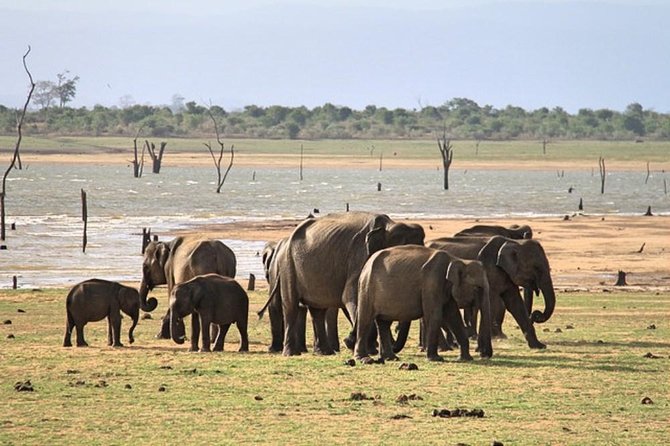 Udawalawe National Park Private Safari - Udawalawe National Park: Why This Safari Feels Different