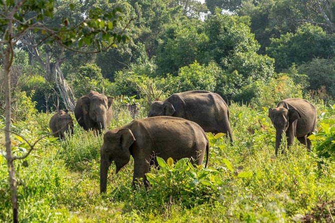Udawalawe National Park Private Safari - The Guide Experience: English Answers and Real-Time Adjustments