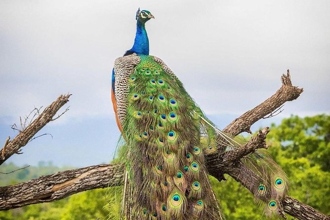 Udawalawe National Park Private Safari - Value for Money: Is $172.31 Per Person a Fair Deal?