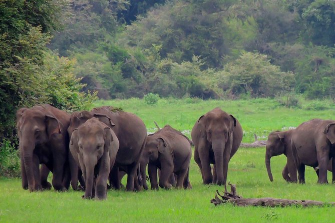 Udawalawe National Park Safari - Quick Take: The Best Parts, Plus One Thing to Plan For