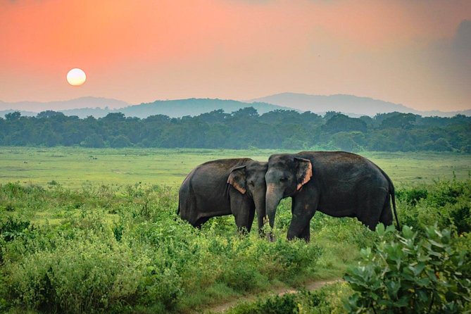 Udawalawe National Park Safari - Key Highlights Worth Bookmarking