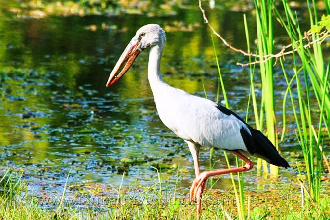 Udawalawe National Park Safari - The Open Jeep Experience: Comfortable Viewing With Real-World Terrain