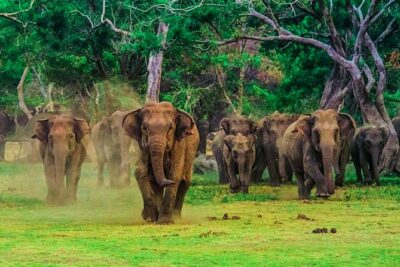 Udawalawe National Park Safari - Udawalawe in 3 Hours: What This Safari Really Delivers