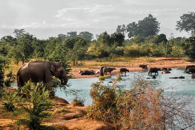 Udawalawe National Park Safari - Itinerary Walkthrough: Stop by Stop in Udawalawe