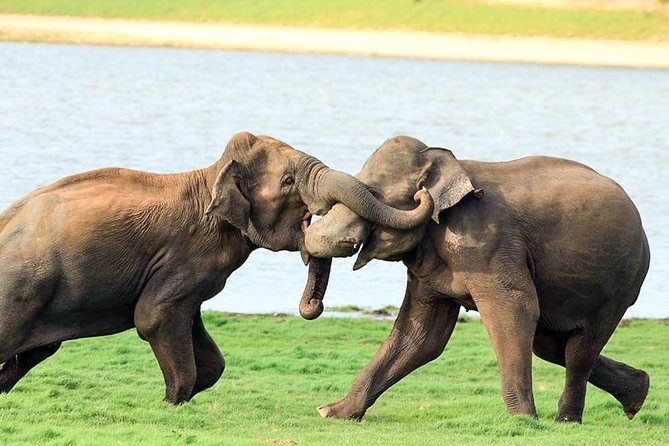 Udawalawe National Park Safari - Timing That Actually Makes Sense: Morning, Evening, and the Midday Lull