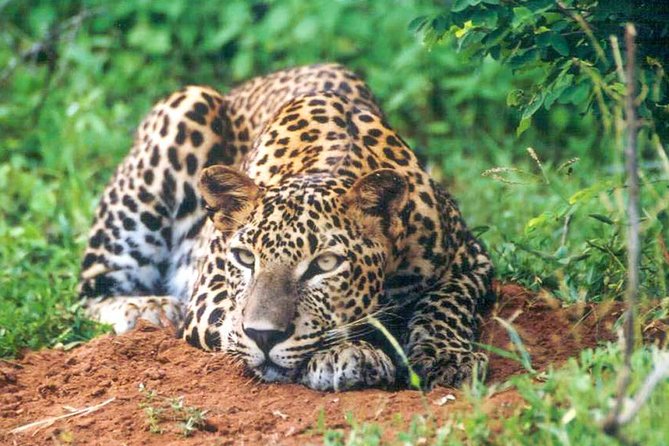 Udawalawe National Park Safari - Comfort and Safety: What You Should Expect in Real Life