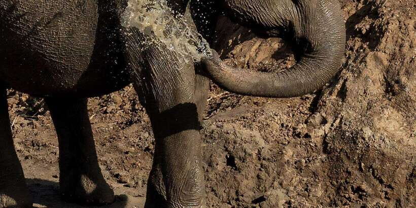 Udawalawe National Park Safari and Elephant Transit Home - Key highlights at a glance